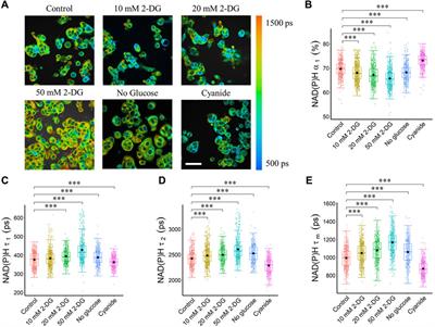 Label-free spatially maintained measurements of metabolic phenotypes in cells